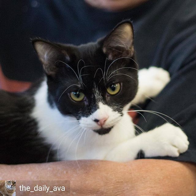 Meet Wobbles, a special cat who needs a special home Southern